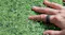 A hand wearing a smart ring on green artificial grass A hand wearing a smart ring on green artificial grass