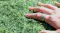 A hand wearing a smart ring on green artificial grass A hand wearing a smart ring on green artificial grass
