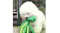Fluff n' Stuff Plush Squeaky Octopus Dog Toy - Green Fluff n' Stuff Plush Squeaky Octopus Dog Toy - Green