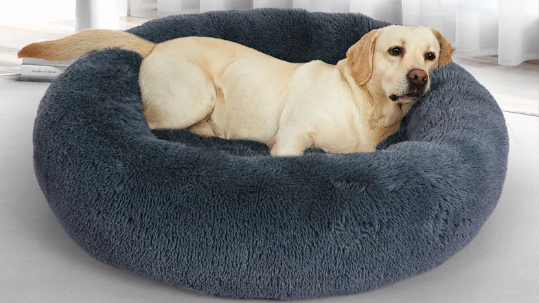 A light-coloured dog rests comfortably on a round, fluffy blue bed placed on the floor. A light-coloured dog rests comfortably on a round, fluffy blue bed placed on the floor.