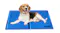A dog lies on a blue cooling mat with "PaWz" printed in black at the bottom right corner. A dog lies on a blue cooling mat with "PaWz" printed in black at the bottom right corner.