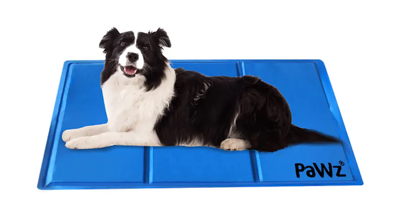 A dog with a fluffy coat lies on a blue mat. A dog with a fluffy coat lies on a blue mat.