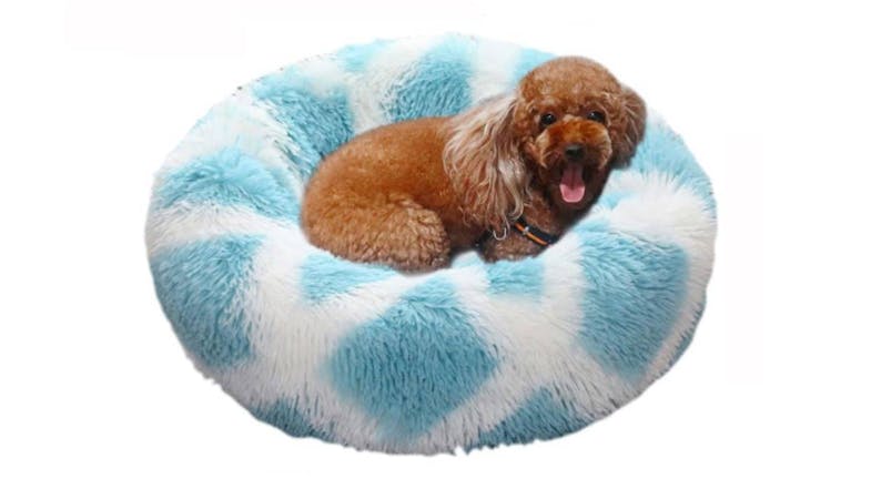 A dog with curly fur lies comfortably on a round, fluffy blue and white pet bed. A dog with curly fur lies comfortably on a round, fluffy blue and white pet bed.