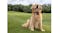 Golden retriever sitting on grass wearing a collar-mounted camera Golden retriever sitting on grass wearing a collar-mounted camera