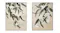 Two paintings of eucalyptus branches with white flowers against beige background. Two paintings of eucalyptus branches with white flowers against beige background.