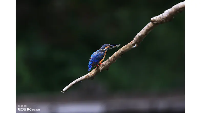 A small, bright blue bird on a stick, demonstrating the camera's superb subject detection and focus A small, bright blue bird on a stick, demonstrating the camera's superb subject detection and focus