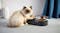 Fluffy cat sitting beside a PetKit dual feeding station with two stainless steel bowls of food Fluffy cat sitting beside a PetKit dual feeding station with two stainless steel bowls of food