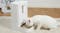A white cat eating kibble from a PetKit automatic feeder on a rug A white cat eating kibble from a PetKit automatic feeder on a rug