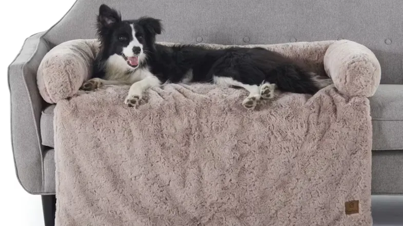 A dog relaxing on a faux fur sofa protector draped over a grey couch A dog relaxing on a faux fur sofa protector draped over a grey couch