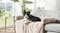 Dog comfortably stretched out on a beige faux‑fur sofa protector in a bright home setting Dog comfortably stretched out on a beige faux‑fur sofa protector in a bright home setting