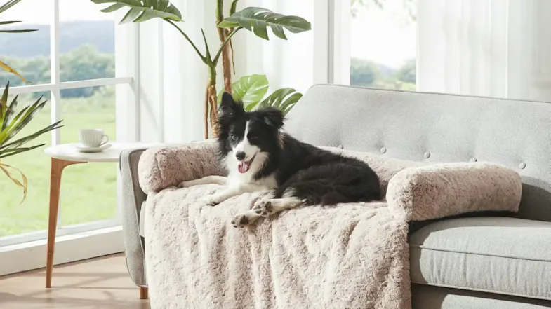 Dog comfortably stretched out on a beige faux‑fur sofa protector in a bright home setting Dog comfortably stretched out on a beige faux‑fur sofa protector in a bright home setting