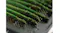 Fresh green asparagus spears resting on a perforated steam tray with visible water droplets Fresh green asparagus spears resting on a perforated steam tray with visible water droplets