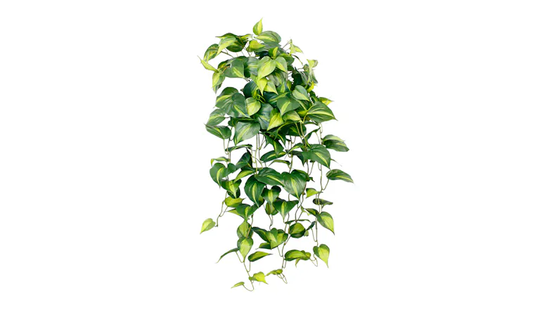 A Central Stem Holland Philo 70cm Hanging Bush in a variegated design A Central Stem Holland Philo 70cm Hanging Bush in a variegated design