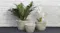 Three textured, round, woven pots containing a fern and orchids Three textured, round, woven pots containing a fern and orchids