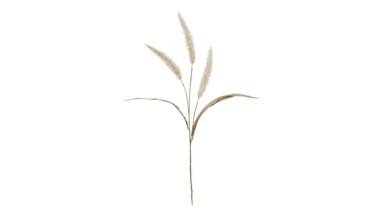 A Fountain Grass 94cm Flower Spray in a sleek cream colour A Fountain Grass 94cm Flower Spray in a sleek cream colour
