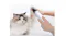 A close-up view shows a white handheld trimmer being used on a cat’s paw A close-up view shows a white handheld trimmer being used on a cat’s paw