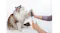 A cat looking up while a grooming attachment trims its front paw A cat looking up while a grooming attachment trims its front paw