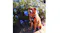 Photo capture of a fluffy, brown dog sitting in front of blue flowers Photo capture of a fluffy, brown dog sitting in front of blue flowers