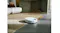 The robotic vacuum transitioning from hard flooring onto a light-coloured rug The robotic vacuum transitioning from hard flooring onto a light-coloured rug