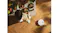 Top-down lifestyle view of the robotic vacuum navigating across a wooden floor near a dining table Top-down lifestyle view of the robotic vacuum navigating across a wooden floor near a dining table