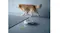 Robot vacuum near a spill on a smooth floor while a dog walks past, illustrating everyday cleaning Robot vacuum near a spill on a smooth floor while a dog walks past, illustrating everyday cleaning