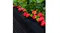Close-up of strawberries growing on black weed mat fabric, with green leaves in a garden bed Close-up of strawberries growing on black weed mat fabric, with green leaves in a garden bed