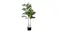 Artificial fiddle leaf fig plant with two stems and glossy green leaves in a black pot Artificial fiddle leaf fig plant with two stems and glossy green leaves in a black pot