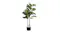 Angle view of a decorative indoor plant with broad green leaves and twin trunks in a small black pot Angle view of a decorative indoor plant with broad green leaves and twin trunks in a small black pot