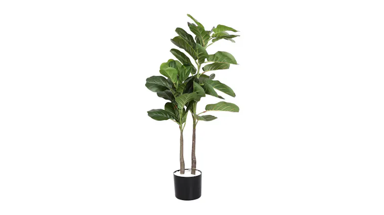 Angle view of a decorative indoor plant with broad green leaves and twin trunks in a small black pot Angle view of a decorative indoor plant with broad green leaves and twin trunks in a small black pot