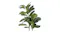 Close-up of an artificial fiddle leaf fig with glossy green leaves and visible veining Close-up of an artificial fiddle leaf fig with glossy green leaves and visible veining