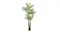 Angled view of a decorative indoor plant with broad green leaves and trunks in a small black pot Angled view of a decorative indoor plant with broad green leaves and trunks in a small black pot