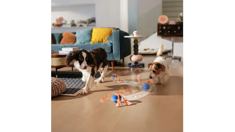 Two dogs chasing a spinning orange-and-blue toy ball across a modern living room floor, with a couch and pillows in the background Two dogs chasing a spinning orange-and-blue toy ball across a modern living room floor, with a couch and pillows in the background
