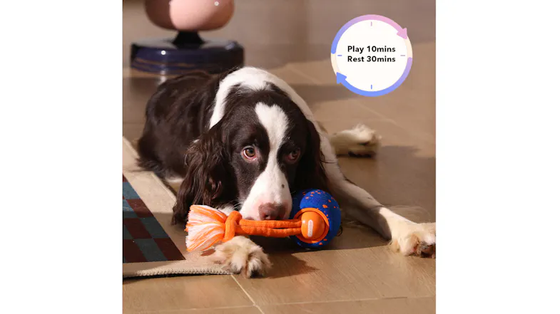 A dog lying down while holding a Cheerble rope ball toy, with a graphic showing 10 minutes of play and 30 minutes of rest A dog lying down while holding a Cheerble rope ball toy, with a graphic showing 10 minutes of play and 30 minutes of rest
