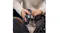 Close-up view showing a person packing the microphone into a bag Close-up view showing a person packing the microphone into a bag