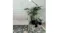 Legacy Rug placed in a living room with sofa, lamp, and plants, illustrating how it complements interior décor Legacy Rug placed in a living room with sofa, lamp, and plants, illustrating how it complements interior décor