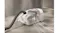 Angled view of a white canister vacuum with visible Active AirClean 50 filter and airflow stream illustration Angled view of a white canister vacuum with visible Active AirClean 50 filter and airflow stream illustration