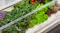 A bunch of vegetables stored in the crisper bin A bunch of vegetables stored in the crisper bin