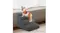 A dog standing on grey PaWz foam pet stairs positioned next to a low tan sofa on a textured living room rug A dog standing on grey PaWz foam pet stairs positioned next to a low tan sofa on a textured living room rug