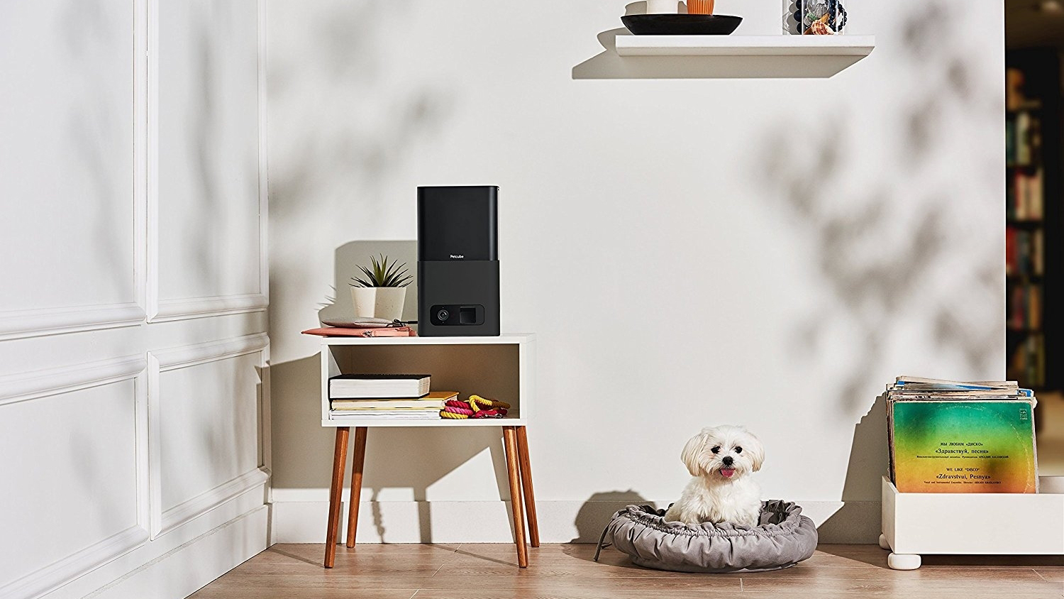 petcube nz