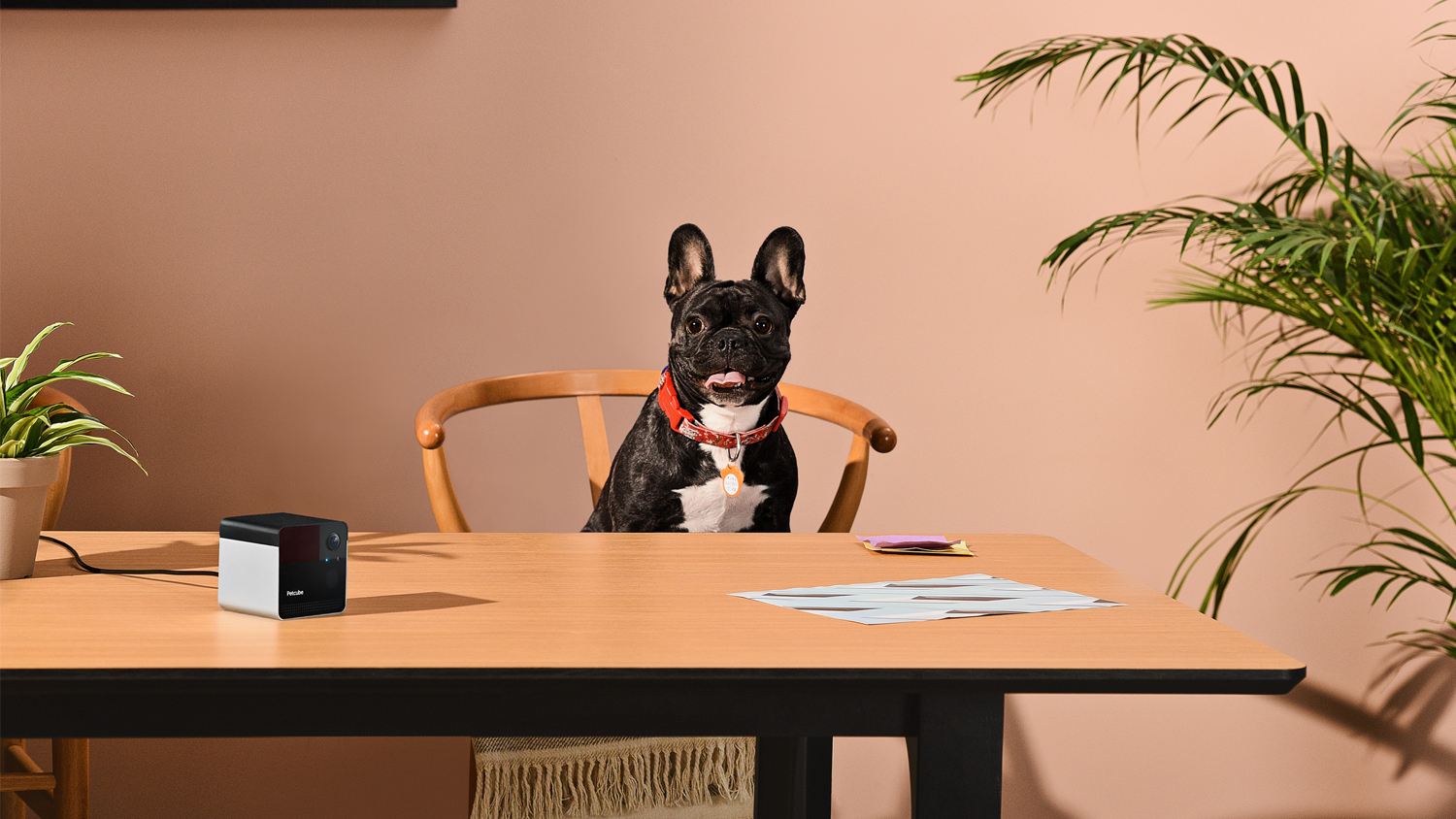 Petcube Harvey Norman New Zealand