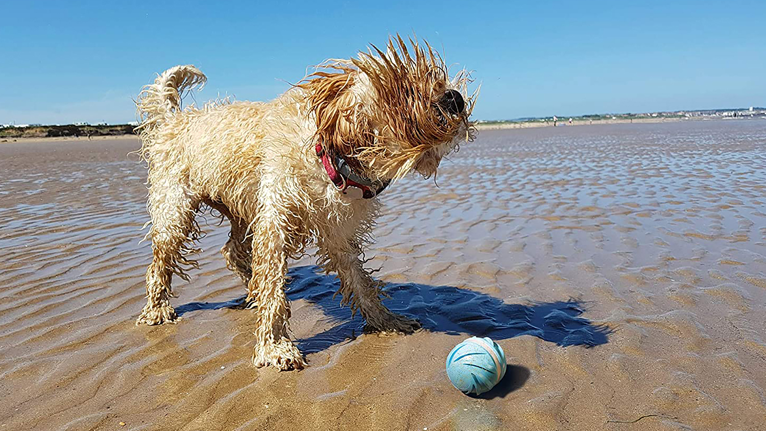 Cheerble Wickedball Cyclone Smart PetToy - Blue