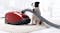 Miele C3 Cat & Dog Vacuum Cleaner