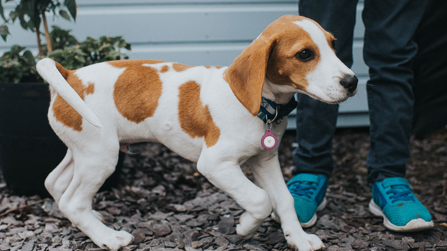 Belkin AirTag Keyring Holder - Pink