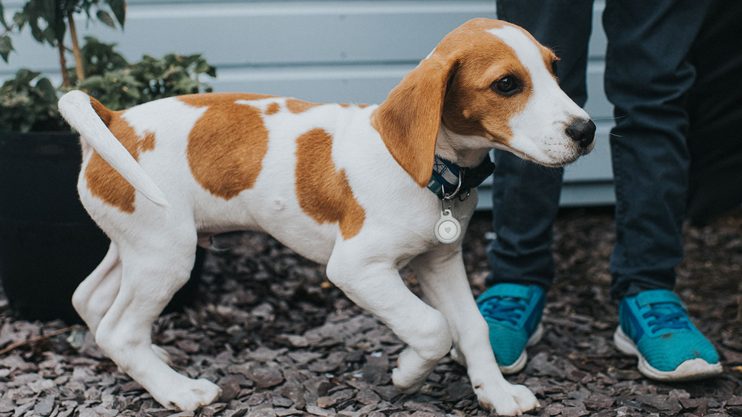 Belkin AirTag Keyring Holder - White