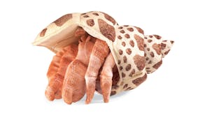 Folkmanis Hermit Crab Puppet