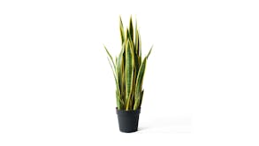 Soga 70cm Artificial Yellow Edge Tiger Piran Plant