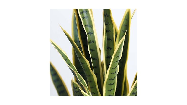 Soga 70cm Artificial Yellow Edge Tiger Piran Plant