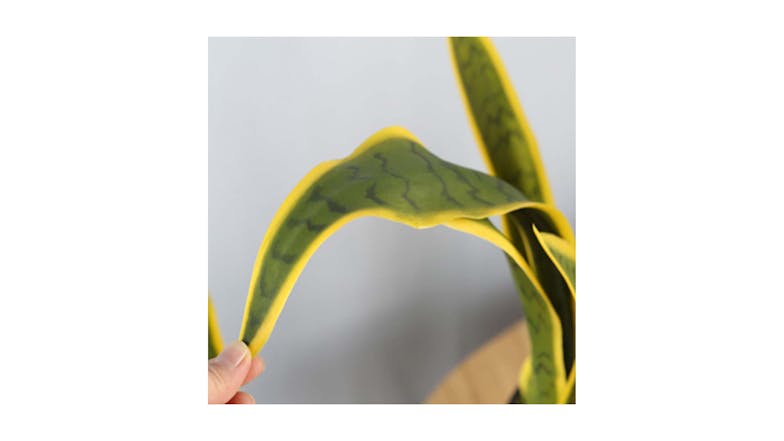 Soga 70cm Artificial Yellow Edge Tiger Piran Plant