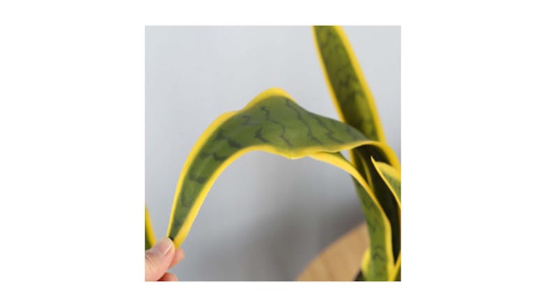 Soga 50cm Artificial Yellow Snake Plant