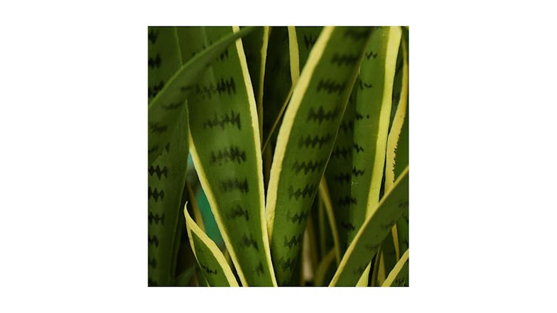 Soga 50cm Artificial Yellow Snake Plant